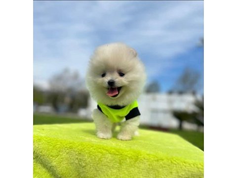Show kalite teddy boo yavrular pomeranian