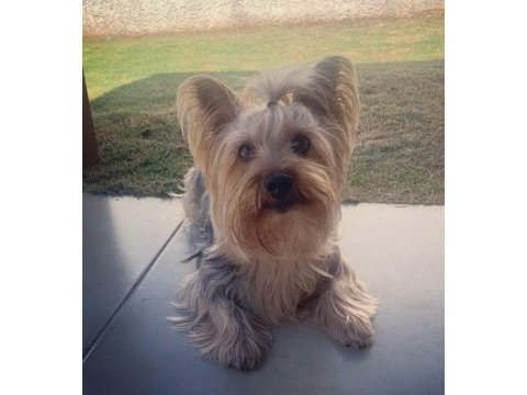 Tuvalet eğitimli full aşılı köpeğimiz
