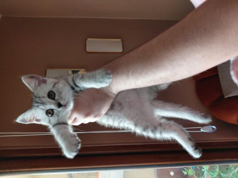 Scottish straight silver tabby dişi
