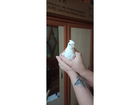 Albino dişi sultan papağanı