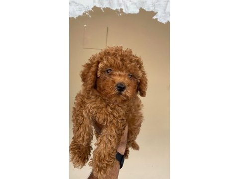 Toy poodle yavru