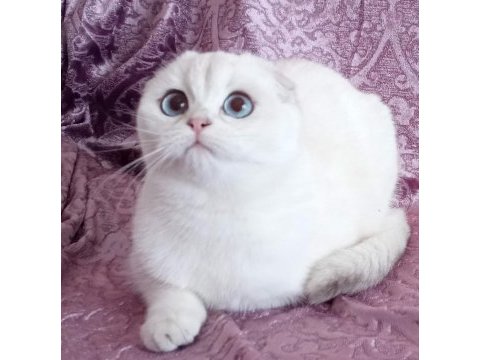 Şampiyon atalardan scottish fold yavrular