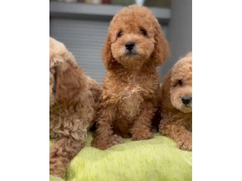 A kalite 1. sınıf kore toy poodle