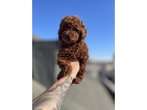 Red brown toy poodle yavrular