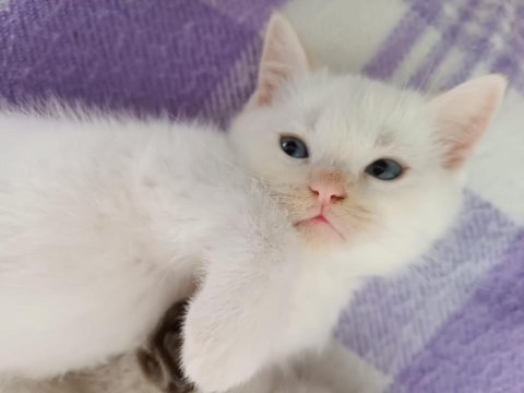 2 aylık pamuk british shorthair