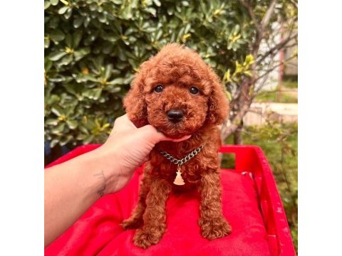 Sevimli toy poodle yavrularımız