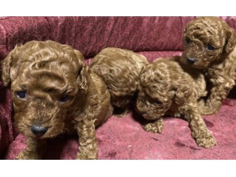 Toy poodle yavrular