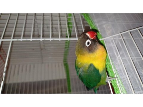 Cennet papağanı 1 yaşında konuşkan dans eden
