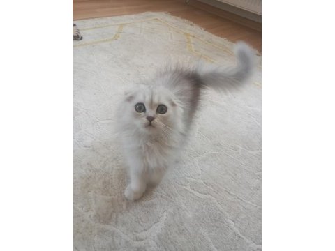 Scottish fold 3 buçuk aylık erkek