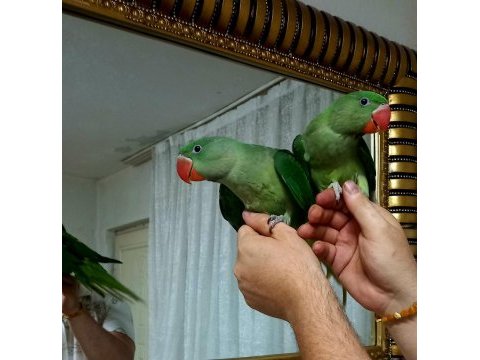 Bebek alexander yeme düştu evcil
