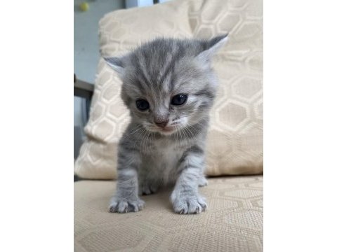 British shorthair anne ve 2 yavru british longhair 3 yavru