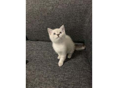 Sevimli cadı kedimiz yeni yuva arıyor