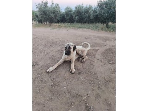 Genç erkek kangal