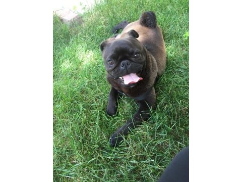 Siyah pug eve arabaya pislemez