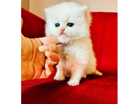British shorthair ve longhair yavrular