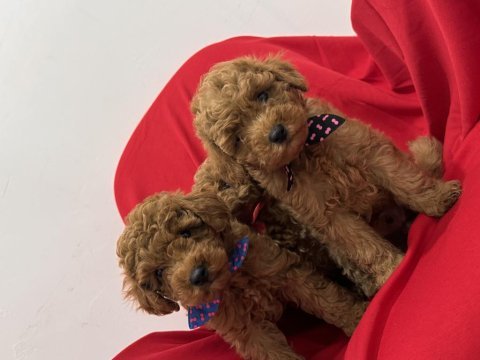 Toy poodle bebeklerim