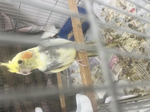 2 aylık erkek sultan papağanı
