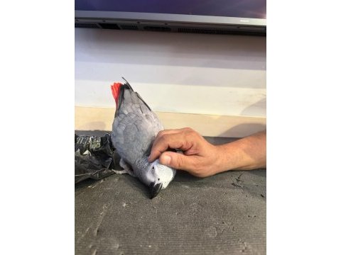 Jako papağanı alışkın