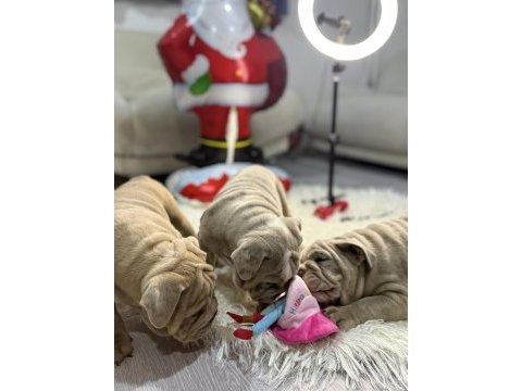 Egzotik ingiliz bulldog yavrularımız en iyisini isteyene