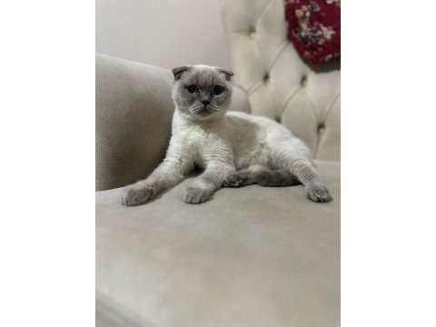 Scottish fold