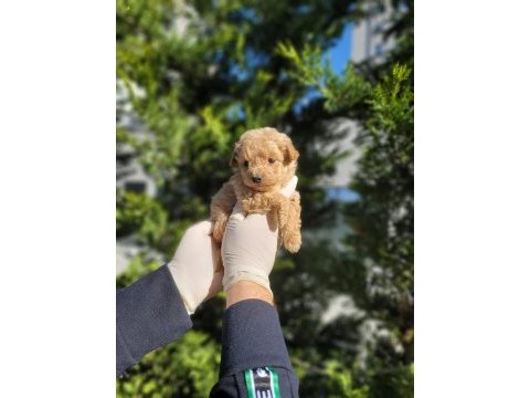 Sevgi dolu maltipoo yavrularımız