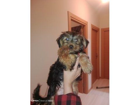 Orjinal yorkshire terrier yavruları 3 erkek 1 dişi