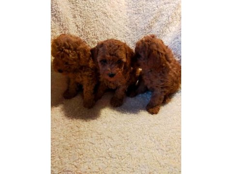 Ankaranın en seçkin redbrown toy poodle yavrularımız