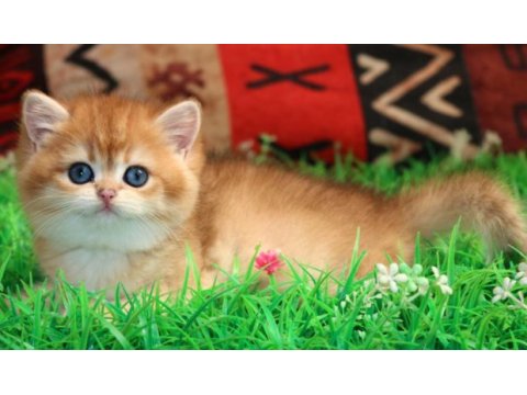 Kraliyet yavrusu golden british shorthair