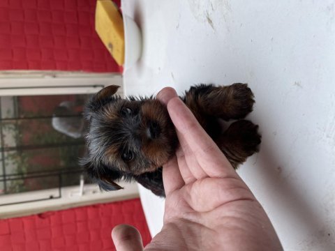 Safkan yorkshire terrier