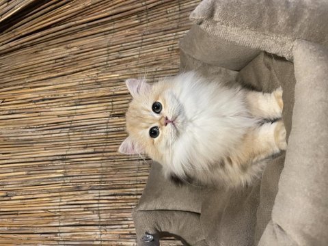 Anne baba şecereli ny12 british longhair dişi