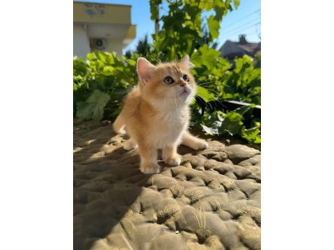 Golden british shorthair yavrular