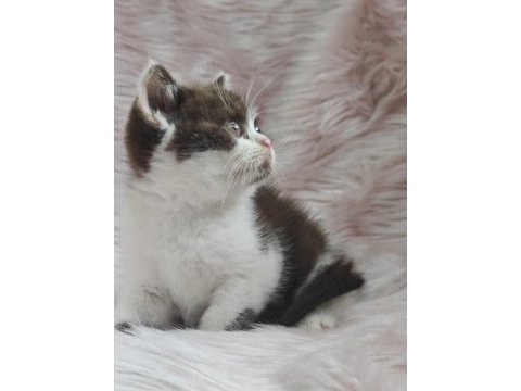 British shorthair chocolatte bicolor dişi