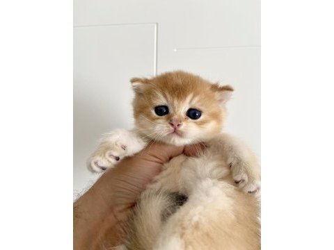 Erkek golden british shorthair yavruları