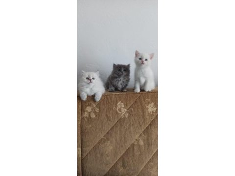 British longhair saf kan yavru