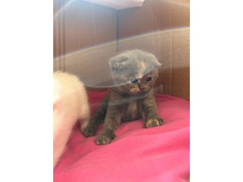 Scottish fold dişi 46 günlük