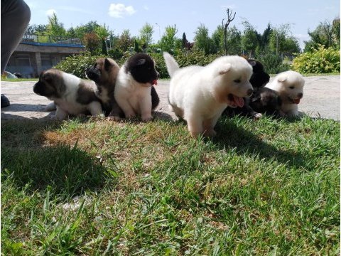Orjinal safkan amerikan akita yavrularımız