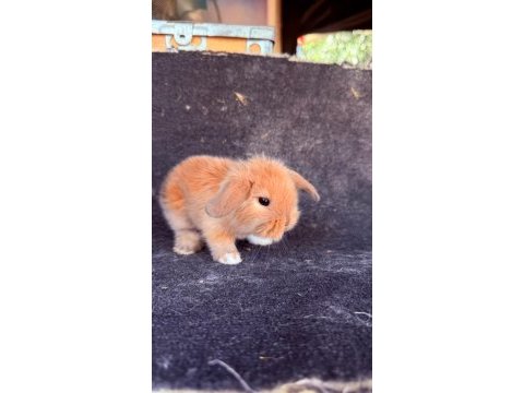 Safkan hollanda lop ve cüce tavşan yavrular