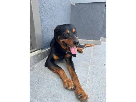 Rottweiler paşa yeni yuvasını arıyor
