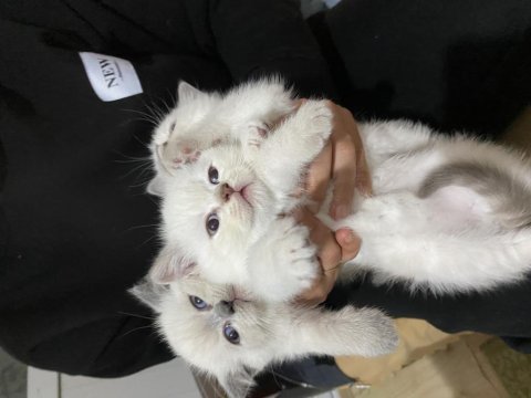 Yavru scottish fold kedimiz
