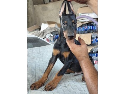 Safkan premium doberman mi yavruları