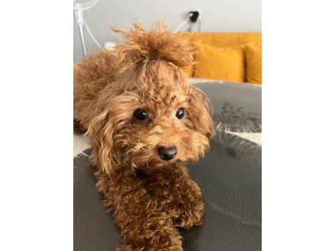 Sevgi ile bakılan toy ve teacup (bardak) boy poodle yavru