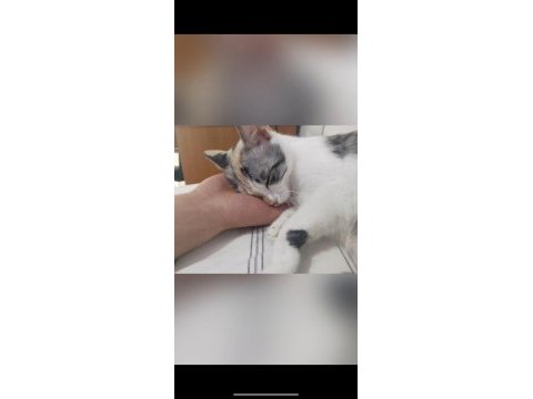 Minik kedimiz yeni yuva arıyor