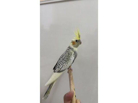 Sultan papağanlar sahiplendirilecek