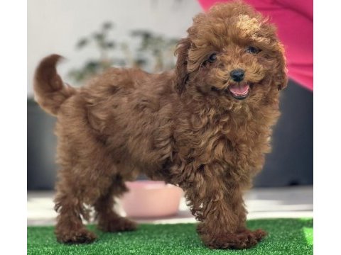 Orjinal kore toy poodle yavrularımız