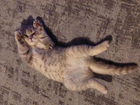Scottish fold dişi 4 aylık