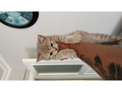 Kedi değil evlat alacaklar baksın