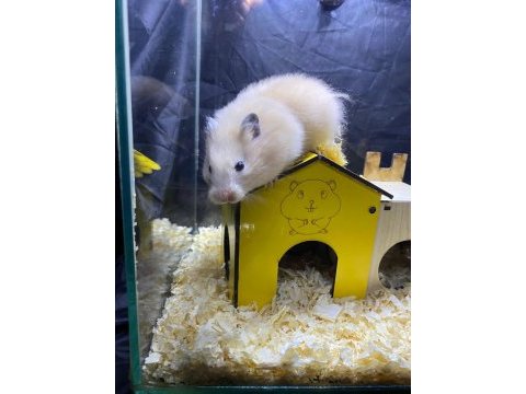 Veteriner kontrollü hamster yavruları