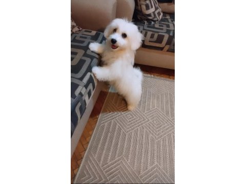 Acil maltese terrier 4 aylık