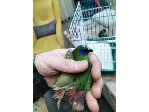 Mavi yüz parrot cinemon lutino taşıyıcı sultan papağanı