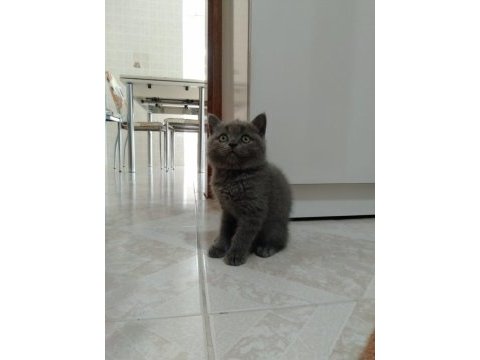 British shorthair erkek
